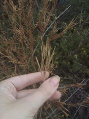 Erysimum marschallianum