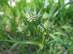 Eryngium pinnatifidum