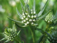 Eryngium pinnatifidum
