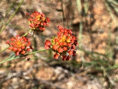 Lasiosiphon rubescens