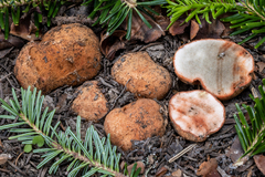 Rhizopogon rocabrunae