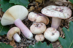 Russula violeipes