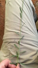 Lasiosiphon rubescens