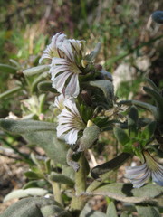 Scaevola canescens