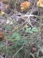 Desmanthus velutinus