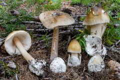 Amanita submembranacea