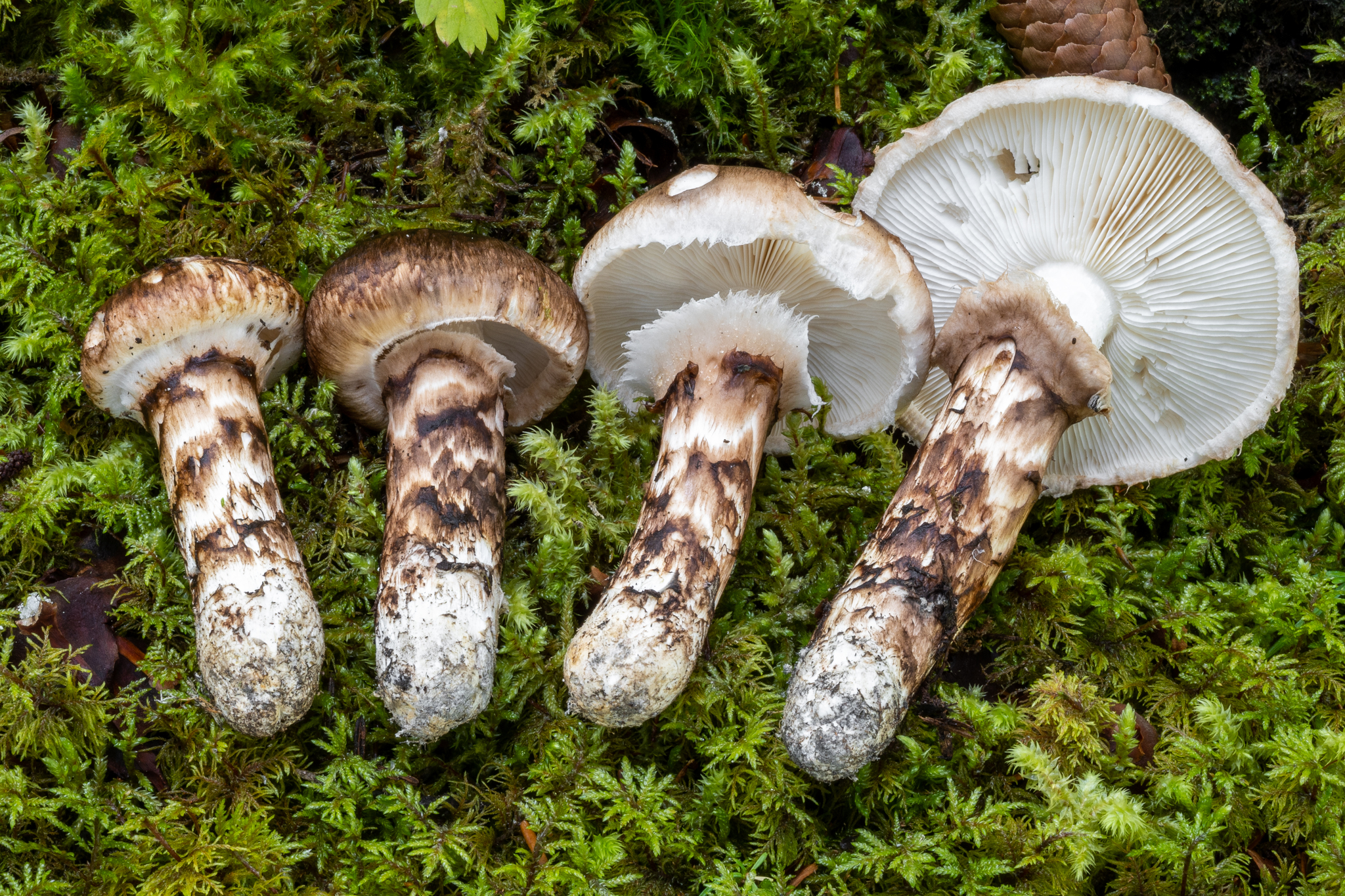 Section Matsutake · iNaturalist