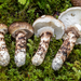 Tricholoma ilkkae - Photo (c) Nicolò Oppicelli, some rights reserved (CC BY-NC), uploaded by Nicolò Oppicelli