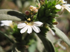 Scaevola canescens
