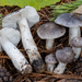 Tricholoma josserandii - Photo (c) Nicolò Oppicelli, some rights reserved (CC BY-NC), uploaded by Nicolò Oppicelli