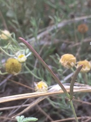 Desmanthus velutinus