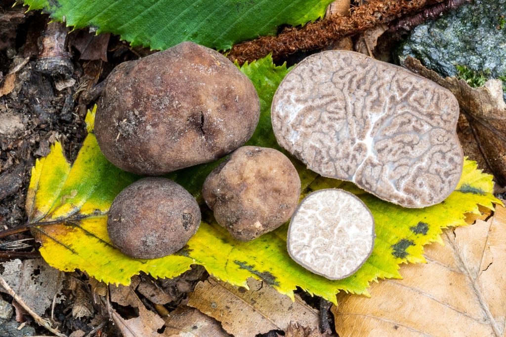 Sac Fungi Truffles