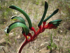 Anigozanthos manglesii manglesii