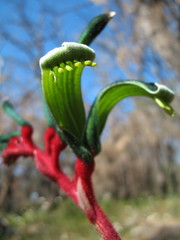 Anigozanthos manglesii manglesii