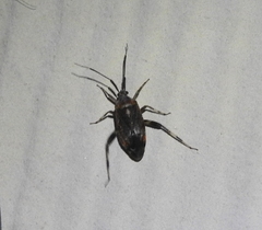 Taedia