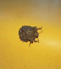 Cyrtocoris egeris