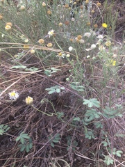 Desmanthus velutinus