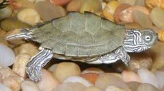 Cagle's Map Turtle photo 2