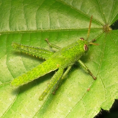 Schistocerca flavofasciata