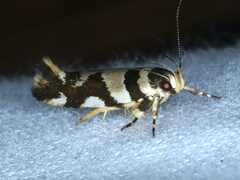 Macrobathra desmotoma