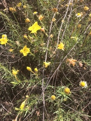 Oenothera hartwegii