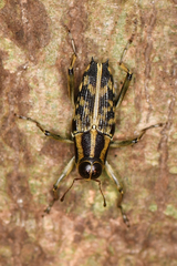 Zygopini