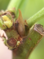 Enchenopa squamigera