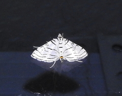 Conchylodes concinnalis