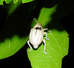 Compsus auricephalus