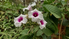 Ipomoea campanulata