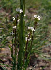 Arabis pycnocarpa