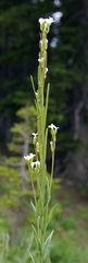 Arabis pycnocarpa