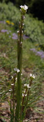 Arabis pycnocarpa
