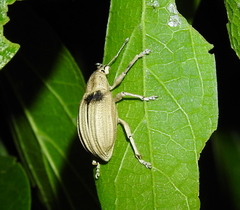 Compsus auricephalus