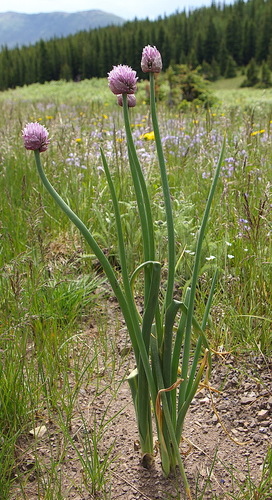 Chives