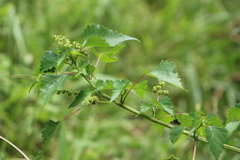 Laportea peduncularis