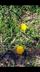 Taraxacum
