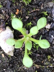 Saxifraga tridactylites