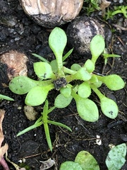 Saxifraga tridactylites