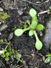 Saxifraga tridactylites