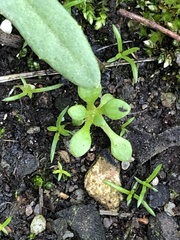 Saxifraga tridactylites