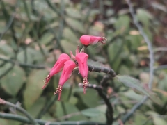Euphorbia tithymaloides