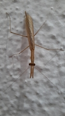Eumusonia