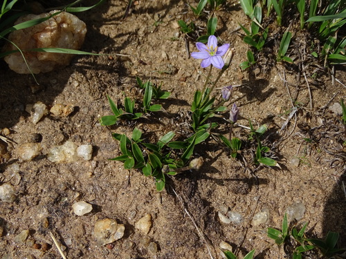 Xerophyta humilis image