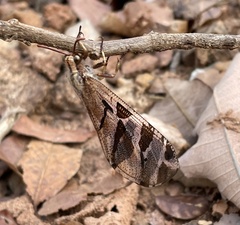 Lachlathetes moestus