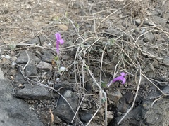 Dicliptera tomentosa