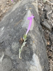 Dicliptera tomentosa