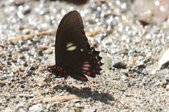 Mimoides euryleon clusoculis