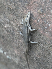 Trachylepis laevigata