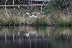 Ardea alba
